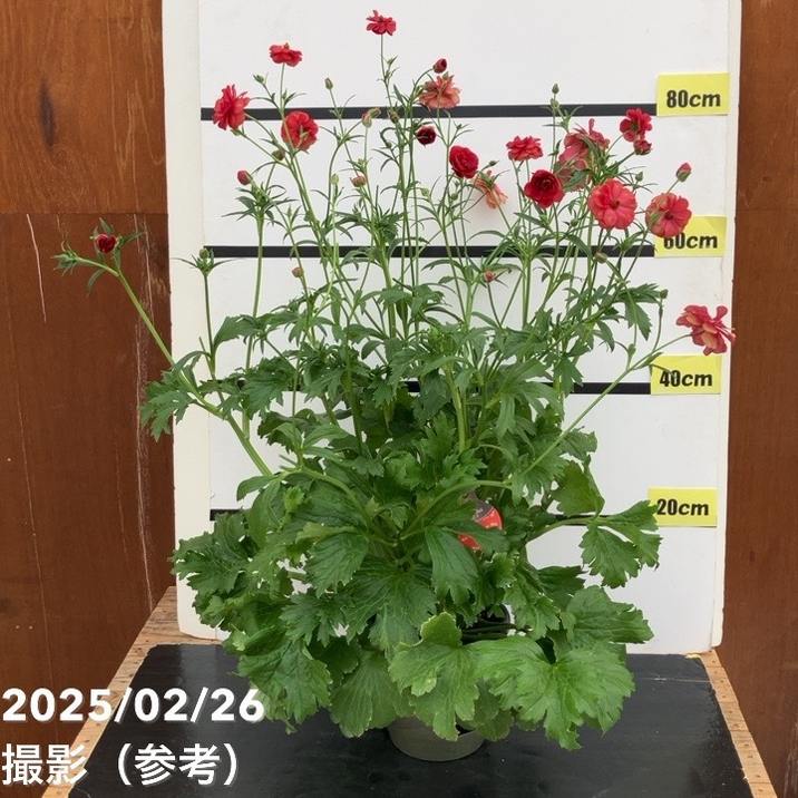 ラナンキュラス ラックスシリーズ 6号（底面給水） ムーサ｜草花10-TU