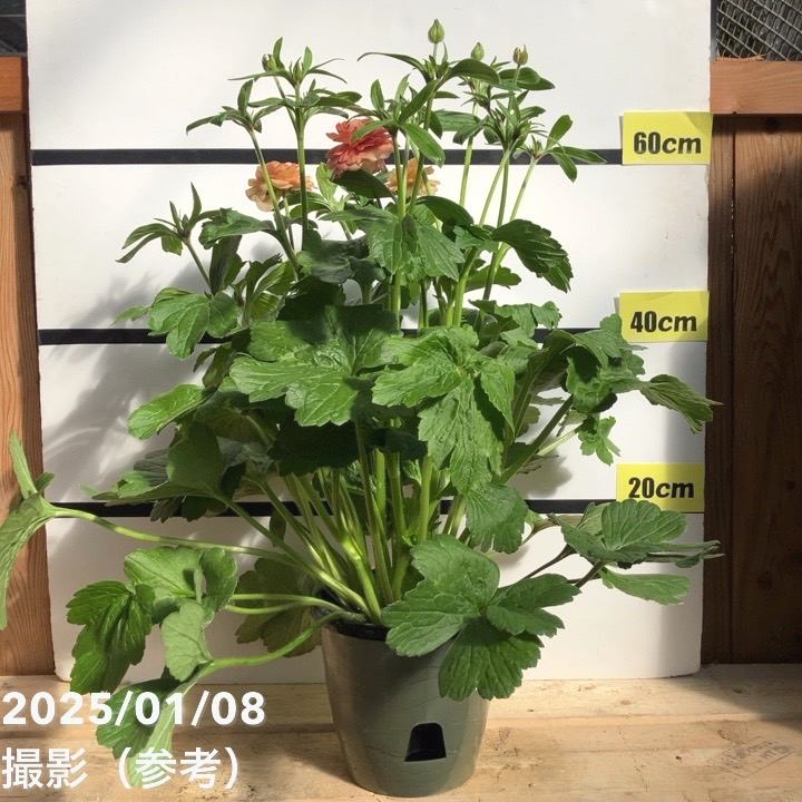 ラナンキュラス ラックスシリーズ 6号（底面給水） エリス｜草花04-PA