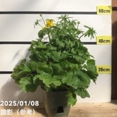 ラナンキュラス ラックスシリーズ 6号（底面給水） ピュタロス｜草花04-PA