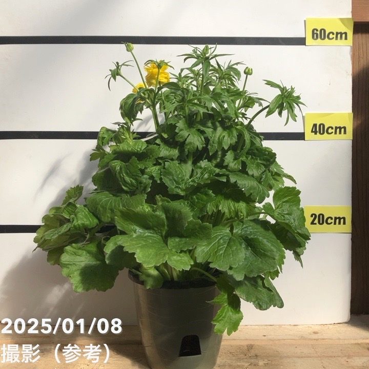 ラナンキュラス ラックスシリーズ 6号（底面給水） ピュタロス｜草花04-PA