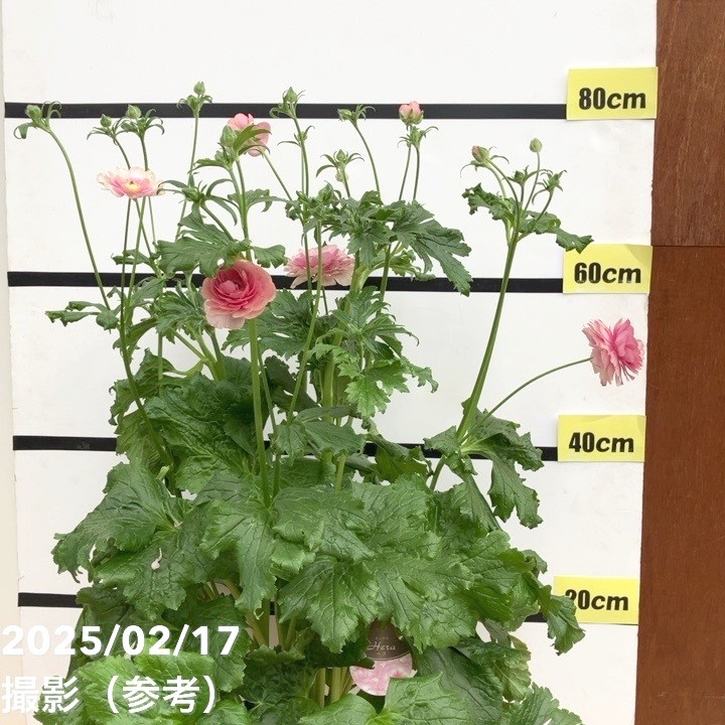 ラナンキュラス ラックスシリーズ 6号（底面給水） ヘラ｜草花10-TU