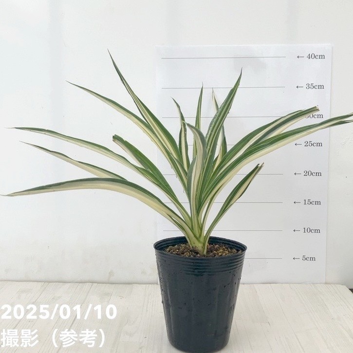 ユッカ 4号 サムライソウル|花木01-D1