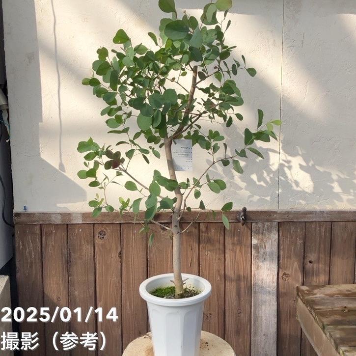 ユーカリ カンフォラ（マウンテンスワンプガ）6号｜花木10-TU