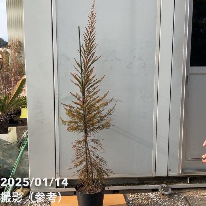 レプトスペルマム モスキートブロッカー 8号  ※お届けに10日程度かかる場合がございます。｜s200｜花木10-TN