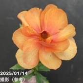 ラナンキュラス ラックスシリーズ 3.5～4号 サティロス｜草花04-PA