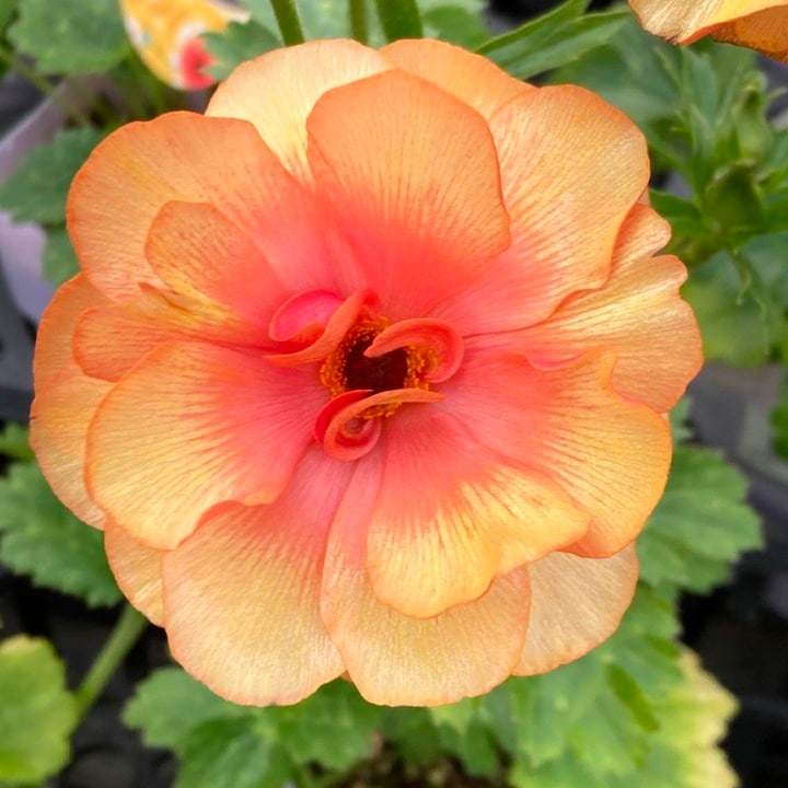 ラナンキュラス ラックスシリーズ 3.5～4号 キュベレー｜草花04-PA