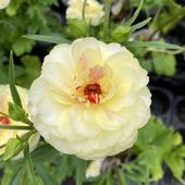 ユッカ 6号 レクルビフォリア（Yucca recurvifolia pendula