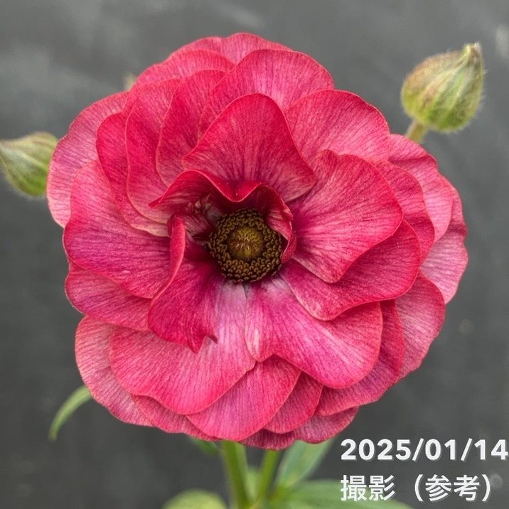 ラナンキュラス ラックスシリーズ 3.5~4号 ディオニュソス|草花04-PA