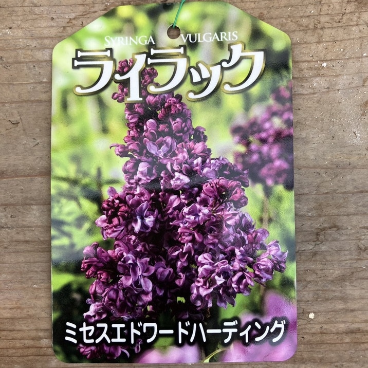 レイチル【3年】Ｂミツバチの木 ビービーツリー 蜜源樹 西洋蜜蜂 日本蜜蜂 レイチル【3年】Bミツバチの木 ビービーツリー 蜜源樹 西洋蜜蜂