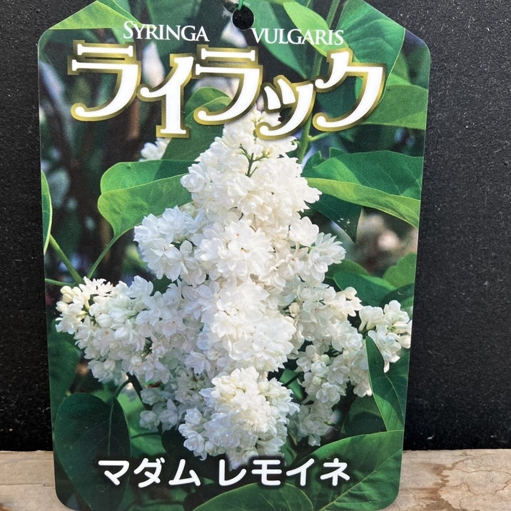 □キーワードから探す,日本ミツバチ,蜜源植物の購入なら赤塚