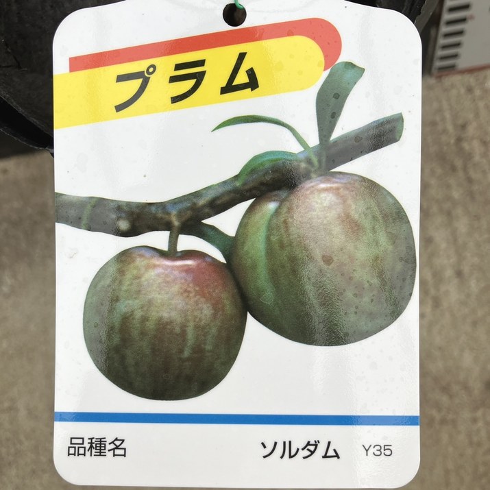 プラム ソルダム 4号ロングポット|果樹04-PA