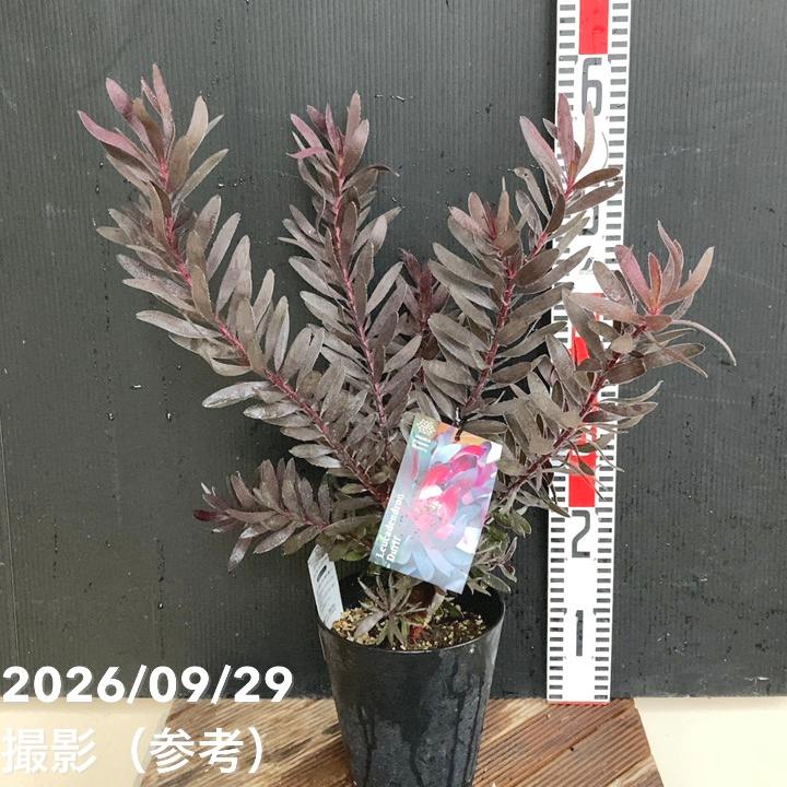 リューカデンドロン デュリフ 5号｜花木04-PA | 花木・庭木 | 赤塚