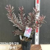 アカサヤネムノキ エバーフレッシュ 5号｜観葉04-PA | 観葉・多肉
