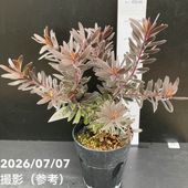 ネムノキ　エバーフレッシュ　5.5号鉢つき　赤銅葉タイプ❗　① アカサヤネムノキ エバーフレッシュ 5号｜観葉04-PA | 観葉・多肉
