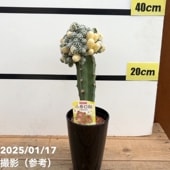 現品お届け】ピセア プンゲンス ホプシー 7号（3）｜花木04-PA