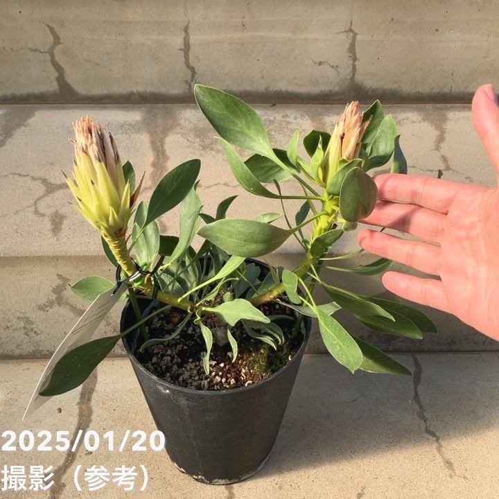 【訳あり特価】プロテア スパイキーホワイト 5号｜花木10-TU