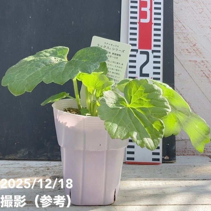 ラナンキュラス ラックスシリーズ 3.5～4号 ヴィーナス｜草花04-PA