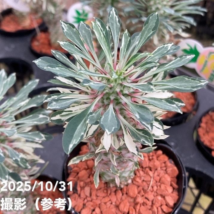 斑入りパイナップルコーン