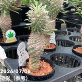 決算P5倍！8/2まで】アガパンサス ブラックジャック 3.5号｜草花04-PA