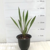 限定3鉢】サンスベリア 7号 ゼラニカハイブリッド｜観葉02-D2 | 観葉