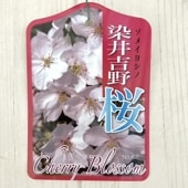 サクラ ソメイヨシノ 染井吉野桜 4号ロングポット 1年生苗｜花木10-TU