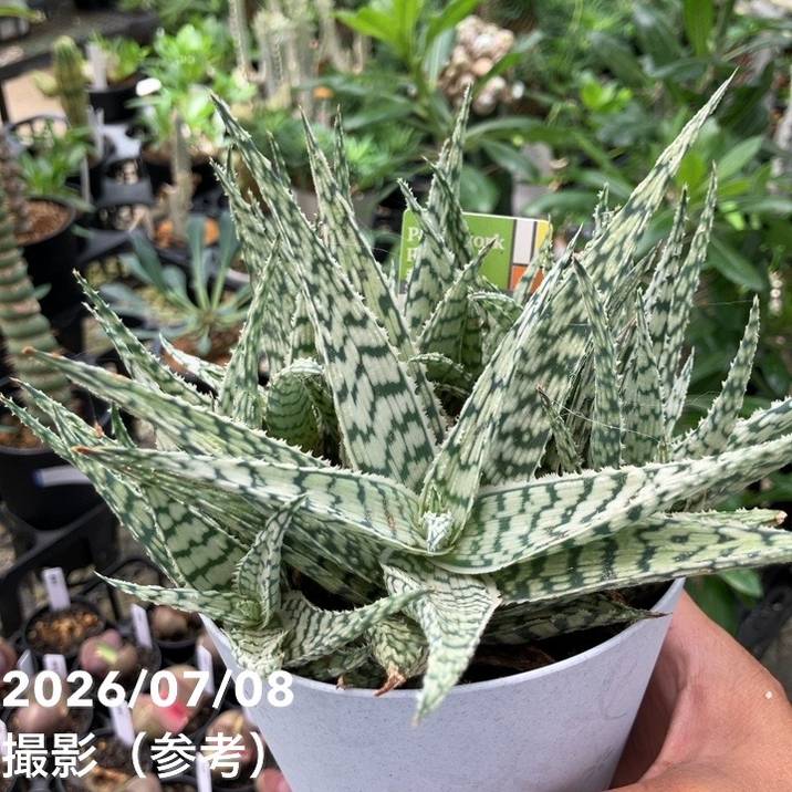 決算P5倍！10%OFF！8/2まで】アロエ ブリザード Aloe blizzard 4号