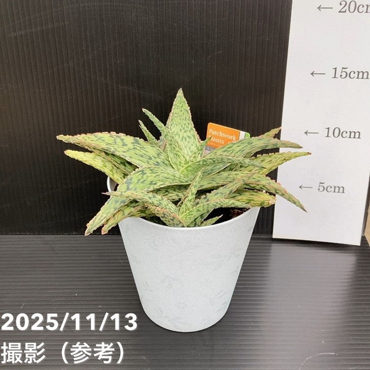 アロエ ハイブリッド Aloe hyb“Blood stone”子株 第四種 アロエ