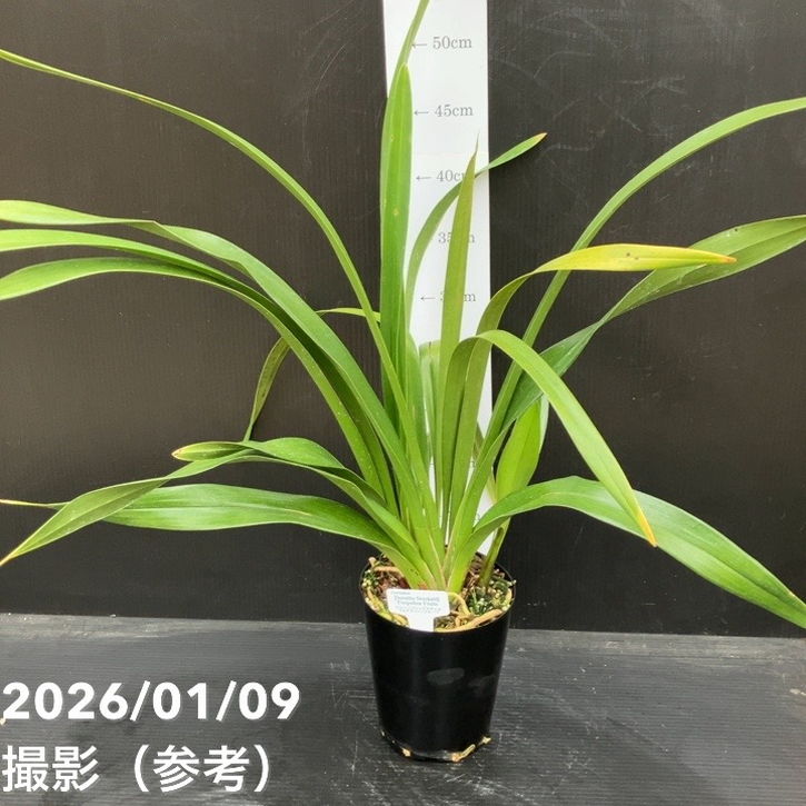 花芽1個付き＞フォアゴットンフルーツ 4号｜ミツバチ蘭｜洋蘭10-TU