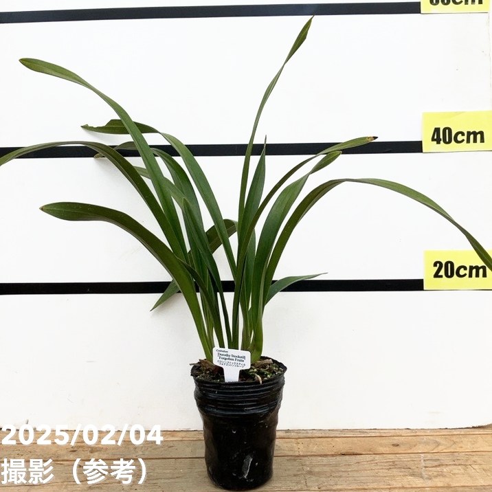 <花芽1個付き>フォアゴットンフルーツ 4号|ミツバチ蘭|洋蘭10-TU