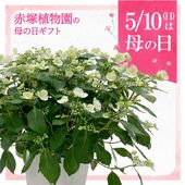 ギンヨウアカシア 6号｜花木04-PA | 花木・庭木,ミモザ | 赤塚植物園