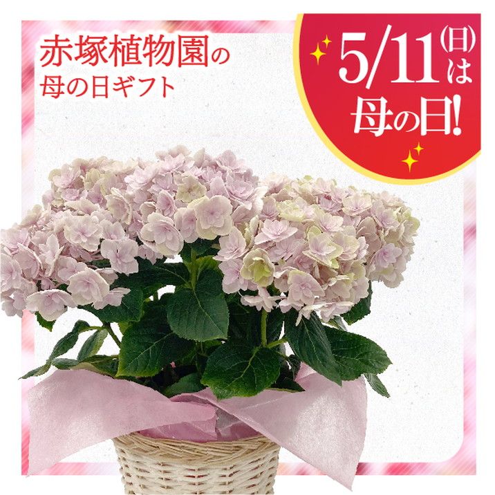 あじさい油絵母の日ギフト あじさい油絵母の日ギフト