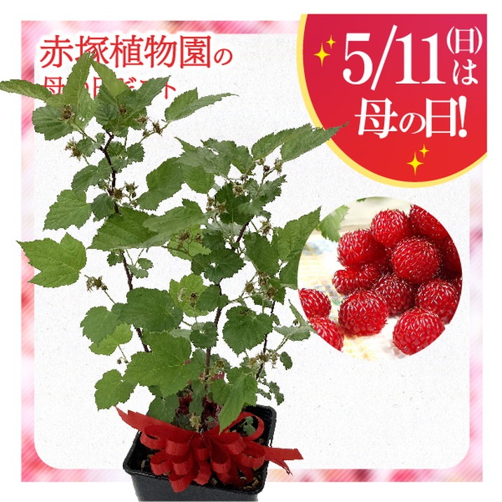 母の日ギフト2025 ウルトララズベリー レッドドリーム 6号｜鉢花10-TU