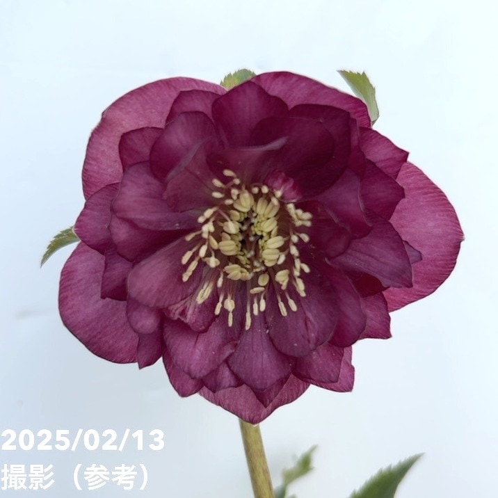 7522 認定！グロッシーレッド　クリスマスローズ開花加藤農園 7522 認定！グロッシーレッド クリスマスローズ開花加藤農園