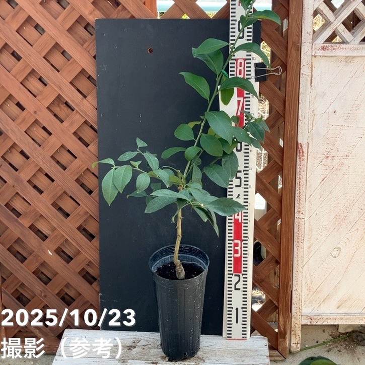 トゲなしマイヤーレモン 爽 5号ロングポット 2年生｜果樹04-PA