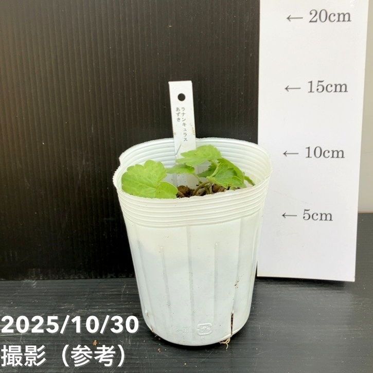 ラナンキュラス ランドセルシリーズ