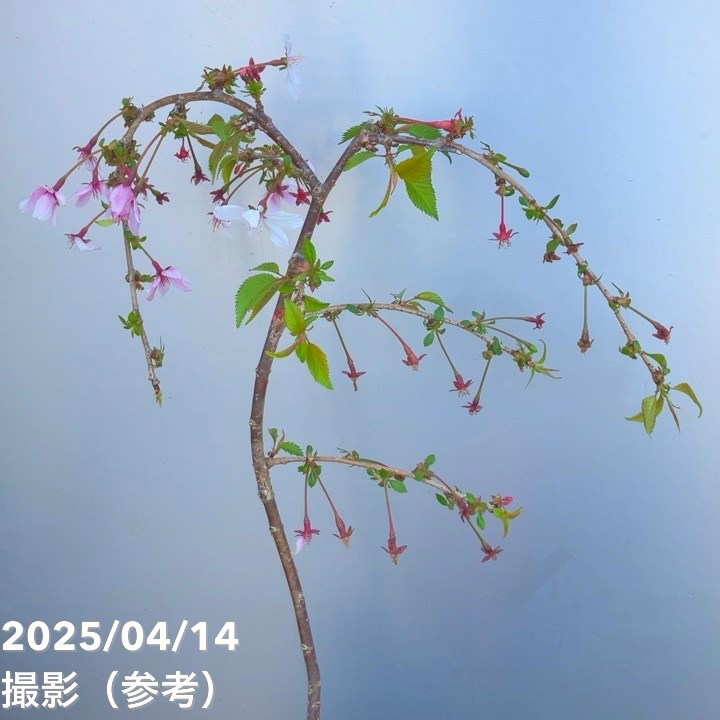 【お買い得】サクラ 富士枝垂れ桜 4.5号陶器鉢（受け皿付き）｜花木10-TU