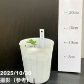 旅人の木（タビビトノキ）7号｜観葉10-TU | 観葉・多肉 | 赤塚植物園