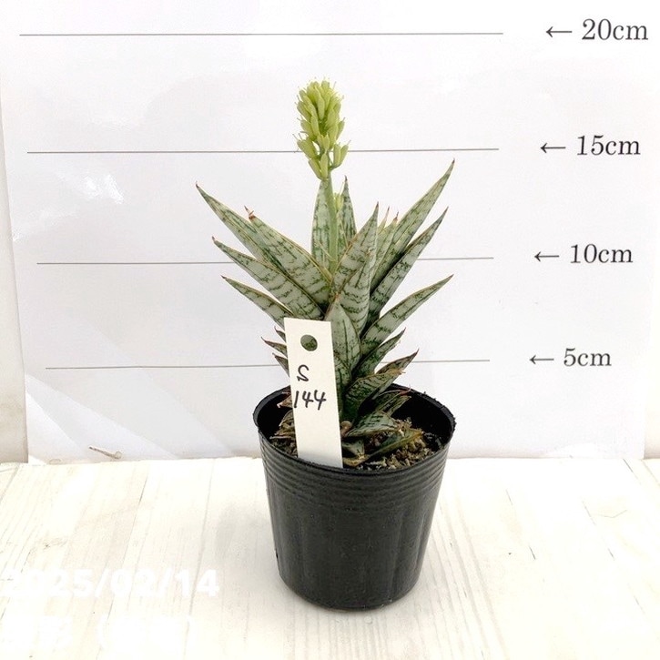 S-80 超稀少 サンスベリア スノーホワイト 斑入り ベアルート