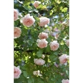 バラ新苗 パニエ 4号 河本バラ園 河本麻記子さん ローズ・ドゥ