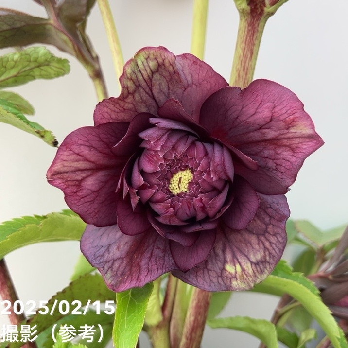 一点物】広瀬園芸 クリスマスローズ 4.5号（HR13）｜山野04-PA | 草花