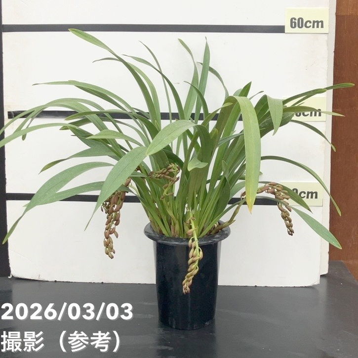 ＜まもなく開花 花芽5個＞キンリョウヘン 6号｜ミツバチ蘭｜洋蘭10-TU