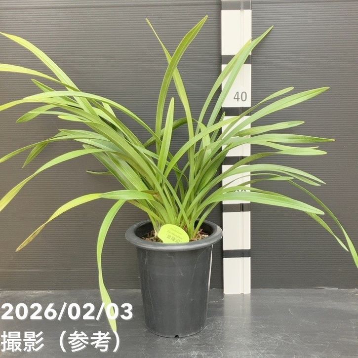 花芽5個＞キンリョウヘン 6号｜ミツバチ蘭｜洋蘭10-TU | 草花,蘭