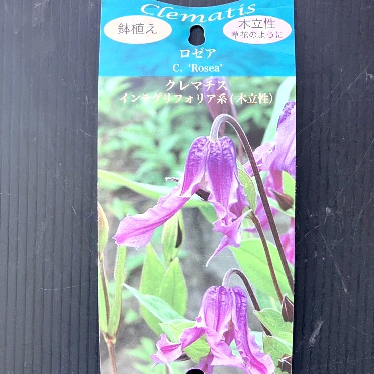 クレマチス インテグリフォリア系(木立性) ロゼア 4号|草花04-PA