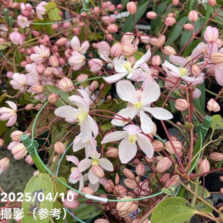 【開花進み特価】クレマチス アーマンディ系 アップルブロッサム 5号｜草花10-TU