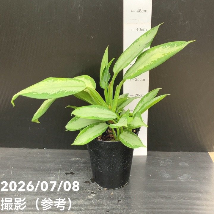 観葉・多肉,アグラオネマの購入なら赤塚植物園オンライン 花の音｜花苗