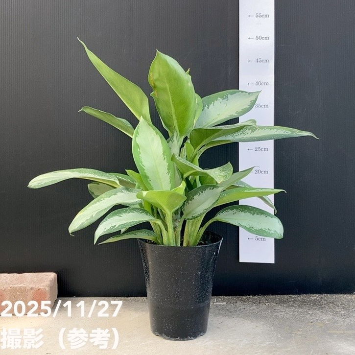 アグラオネマ オオサカブラック