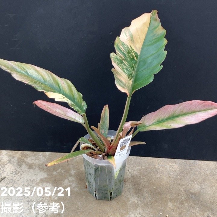 フィロデンドロン キャラメルマーブル 4号|観葉10-TU