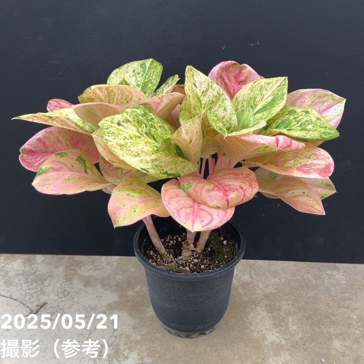 観葉・多肉,アグラオネマの購入なら赤塚植物園オンライン 花の音｜花苗