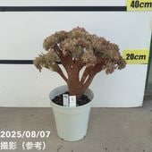 ①②ブンゲンストウヒポプシー　7号④アカシアパール　3苗セット ①②ブンゲンストウヒポプシー 7号④アカシアパール 3苗セット