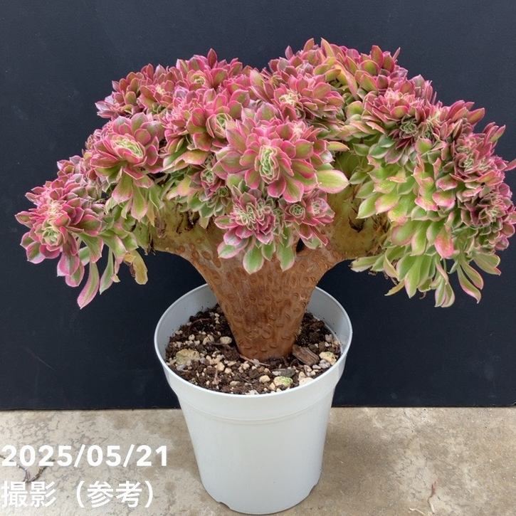 現品お届け】アエオニウム ピンクウィッチ錦綴化 5号（2）｜観葉10-TU